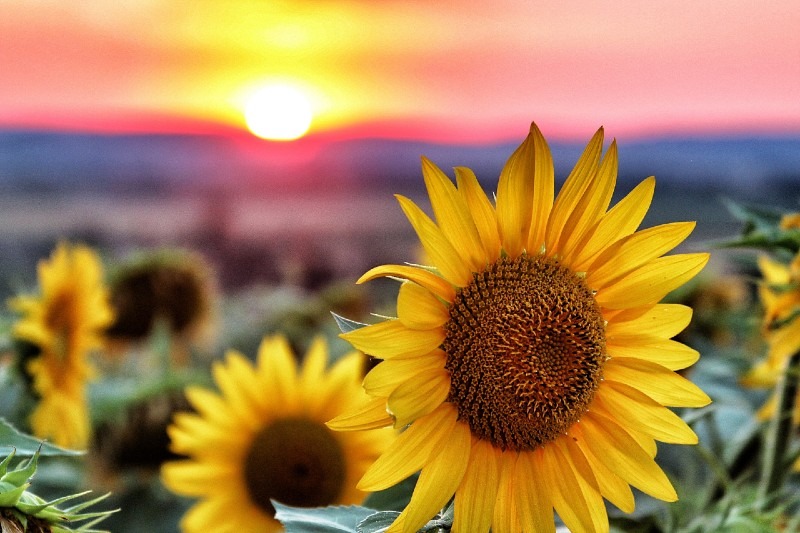 Sunflower 15 Best Flowers to Grow in Your Vegetable Garden - And Why