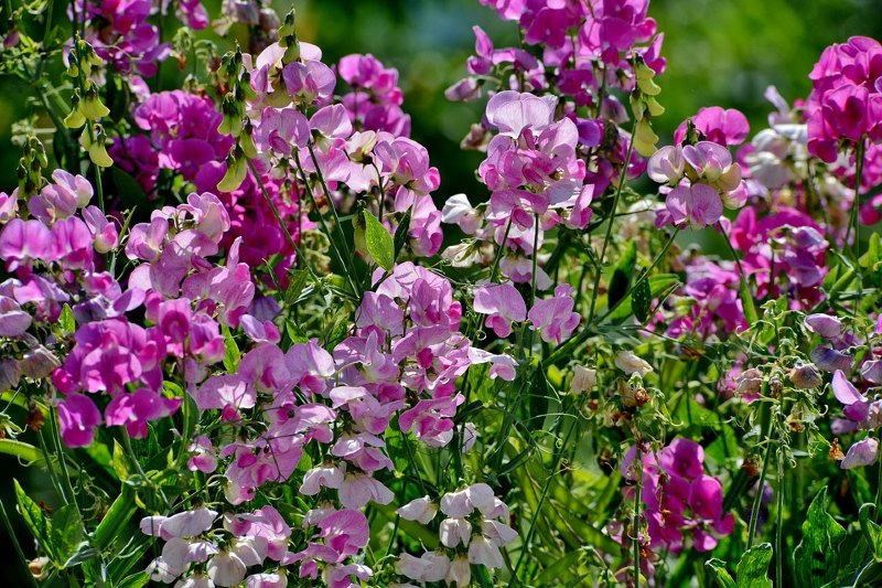 Sweet Peas 15 Best Flowers to Grow in Your Vegetable Garden - And Why
