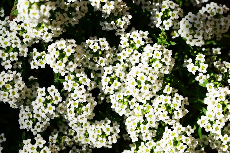 Sweet alyssum 15 Best Flowers to Grow in Your Vegetable Garden - And Why