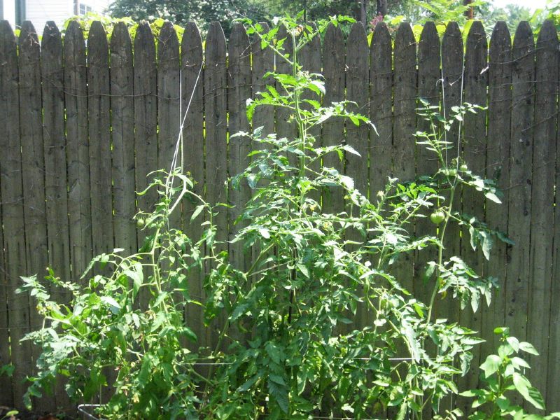Tall tomatoes