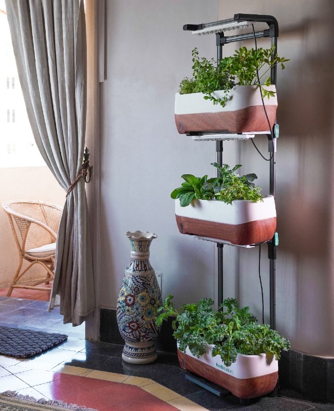 How to Grow Microgreens? Everything You Need to Know