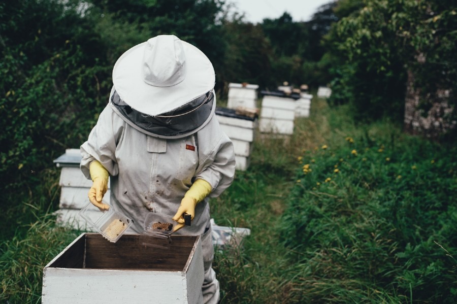 How to Start a Beehive: Everything You Need to Know About Beekeeping