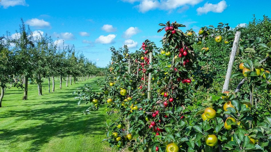 17 Things to Know Before Raising an Orchard