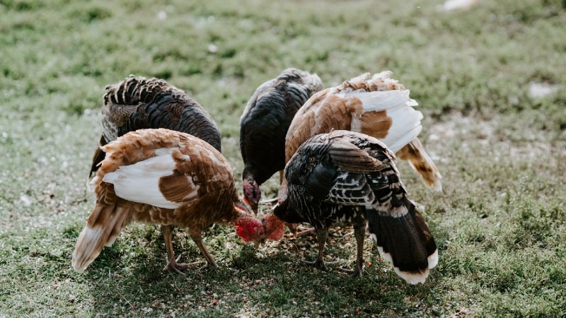 10 Most Profitable Livestock to Rase
