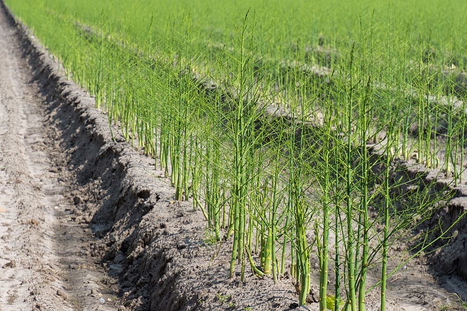 How to Grow Asparagus: Planting, Growing, Harvesting and More