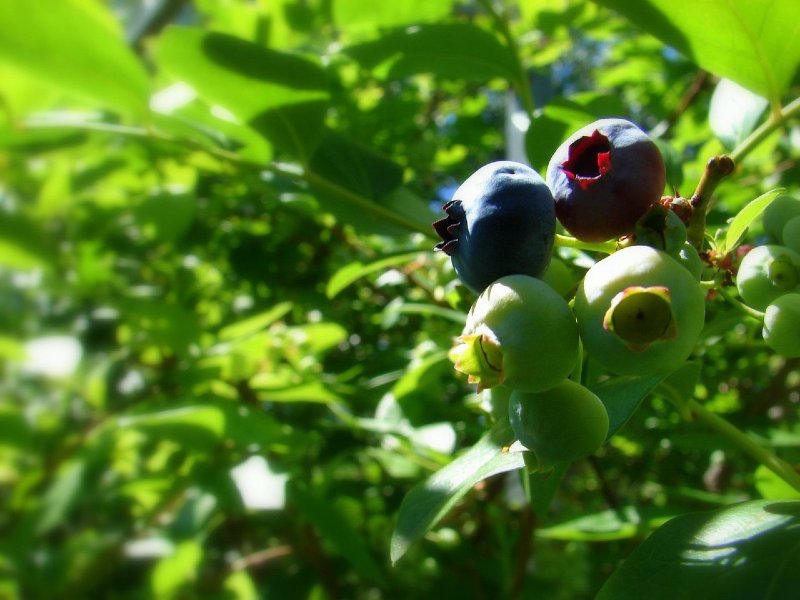 Blueberry Farm Growing: Everything You Need to Know
