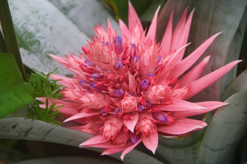 Bromeliads