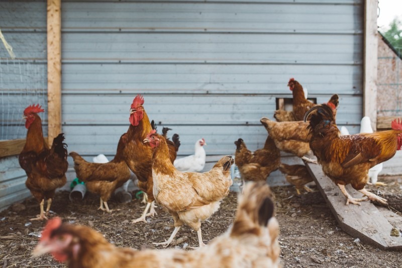 10 Most Profitable Livestock to Rase