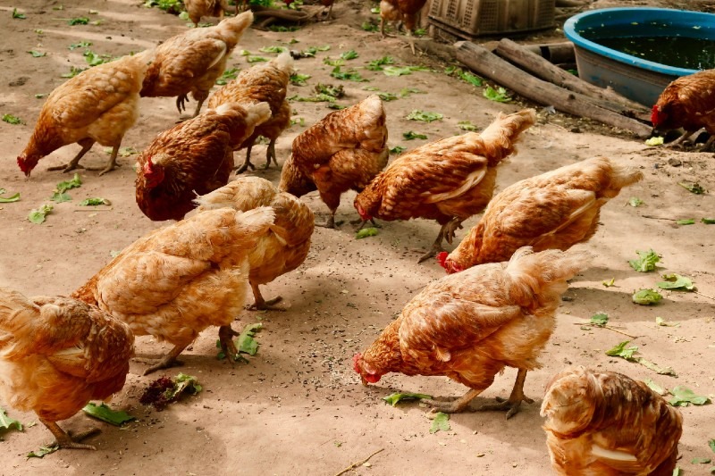 How to Choose and Breed Chickens - Tips for Beginners