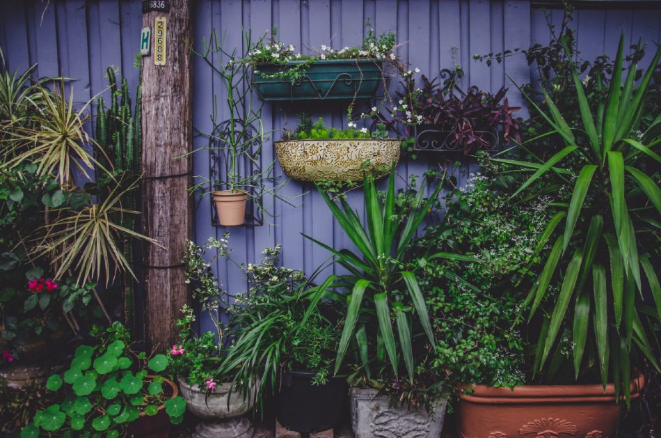Vertical Gardens - Everything you need to know