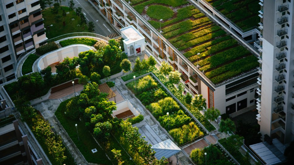 How to Grow Vegetables in the City?
