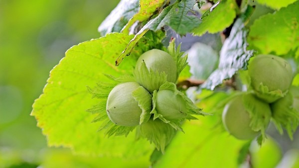 European Hazelnut