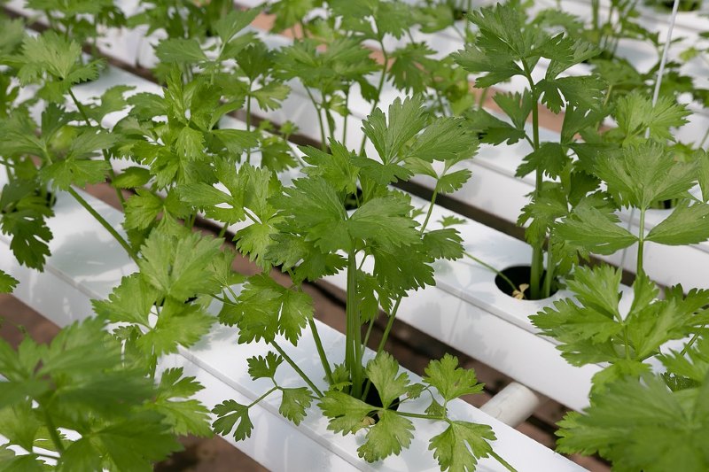 Coriander 15 Best Flowers to Grow in Your Vegetable Garden - And Why