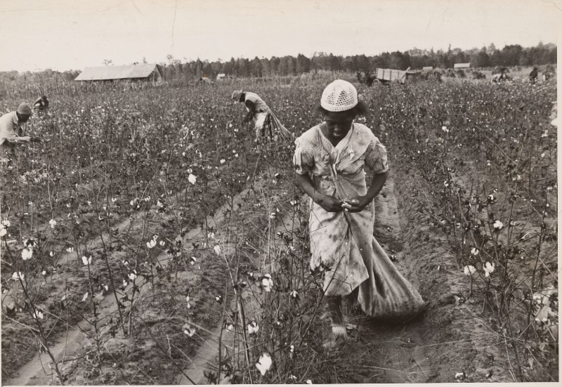 Cotton throughout history