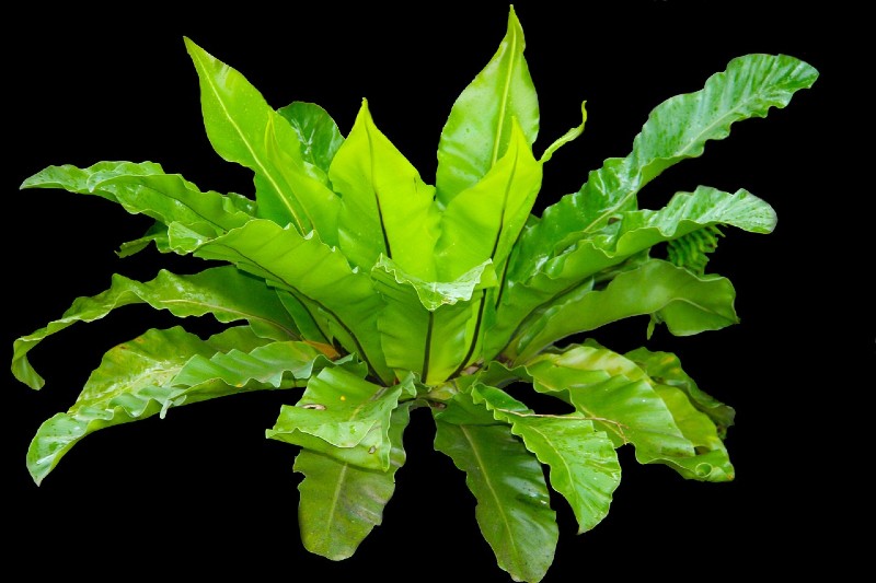 Birds Nest Fern