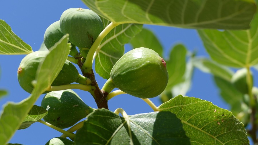 How to Grow a Fig Tree: Everything You Need to Know
