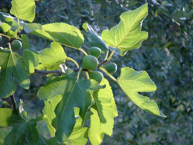 How to Grow a Fig Tree? [Everything You Need to Know]