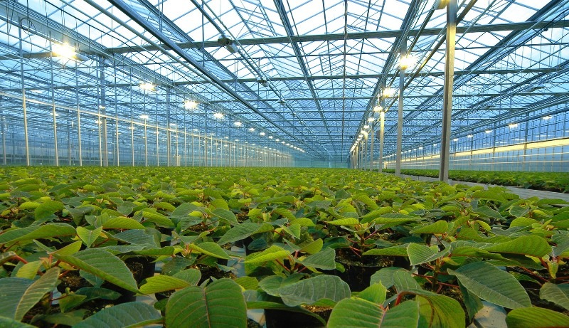 How To Start a Greenhouse? 16 Tips For Beginners