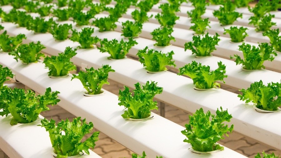 How to Start Hydroponic Growing: Everything You Need to Know About Hydroponic System