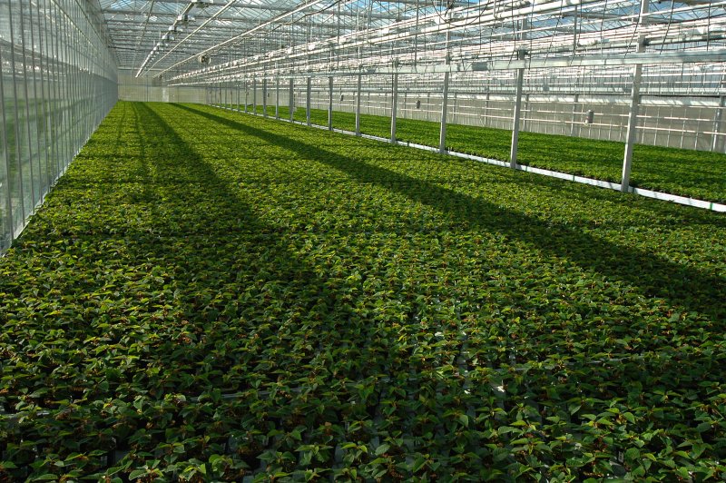 16 Greenhouse 'How To Start' Tips For Beginners