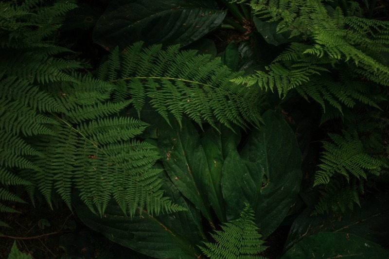 15 Best Plants for Vertical Garden