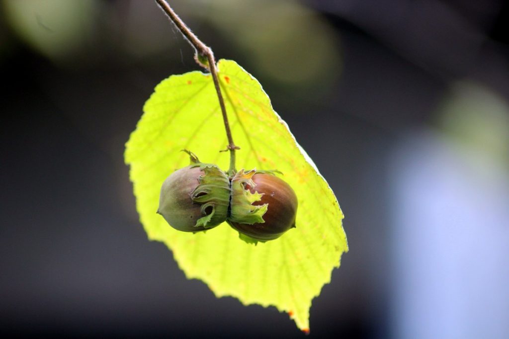 How to Grow Hazelnuts - Everything you need to know