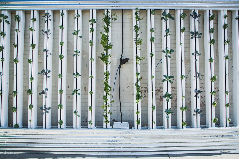 Vertical Gardens - Everything you need to know