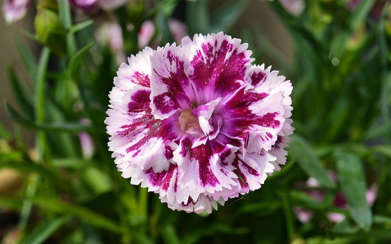 Dianthus  15 Best Flowers to Grow in Your Vegetable Garden - And Why