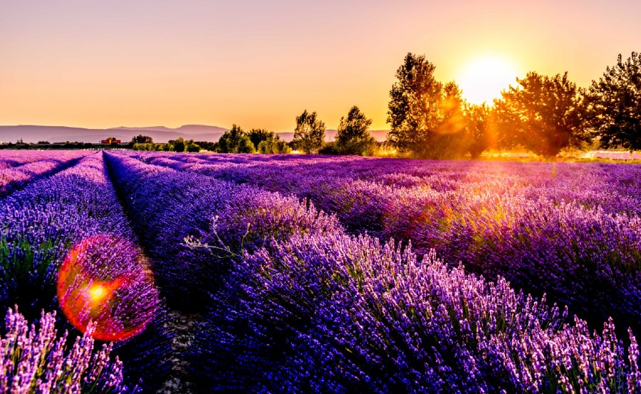 How to Grow Lavender: Everything You Need to Know