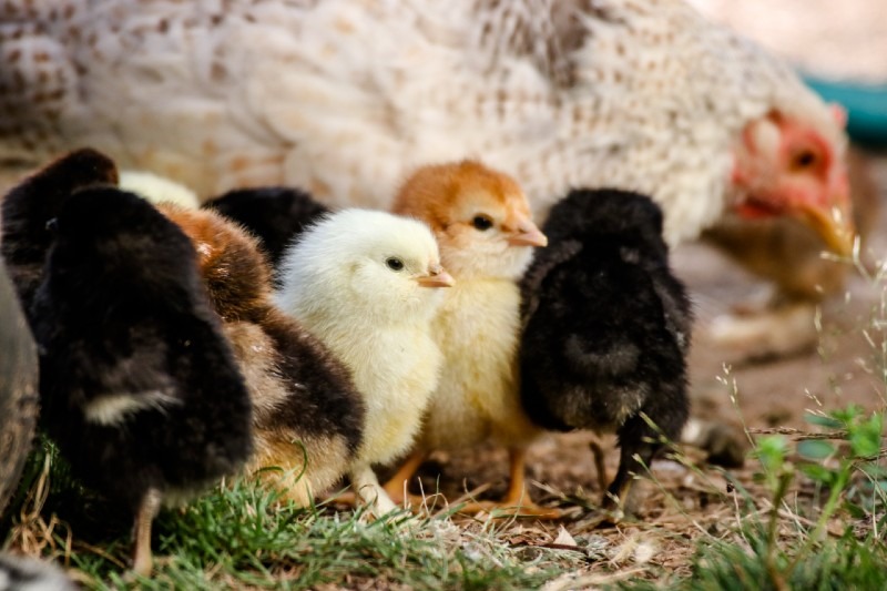 How to Choose and Breed Chickens - Tips for Beginners