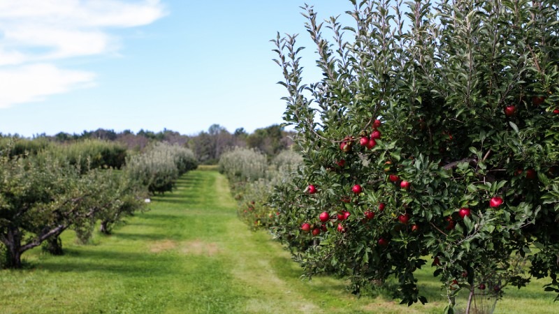 Orchard - What Is It and Types