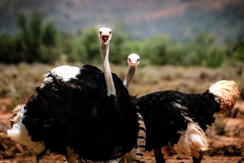 10 Most Profitable Livestock to Rase
