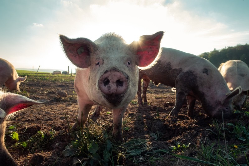 10 Most Profitable Livestock to Rase