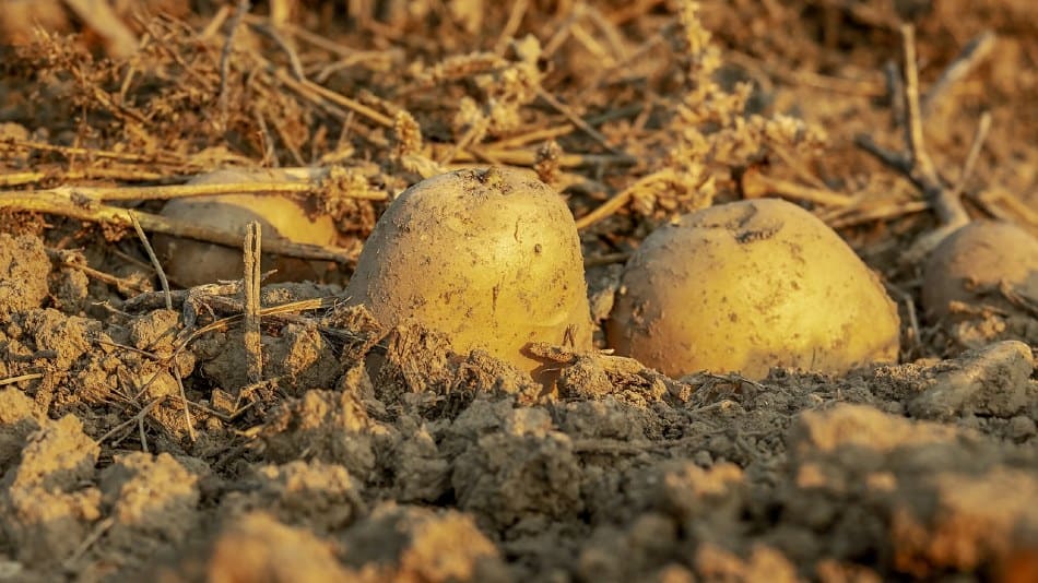 How To Grow Potatoes - Everything You Need To Know