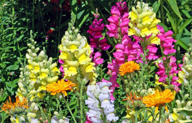 Snapdragons 15 Best Flowers to Grow in Your Vegetable Garden - And Why
