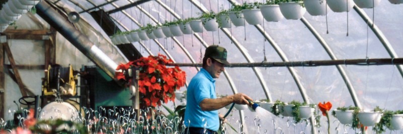 16 Greenhouse 'How To Start' Tips For Beginners