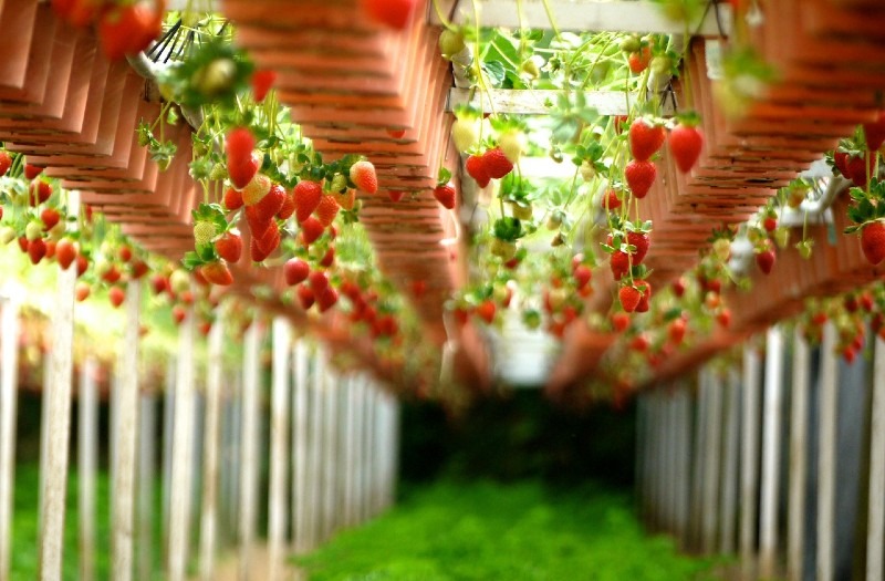 Strawberries