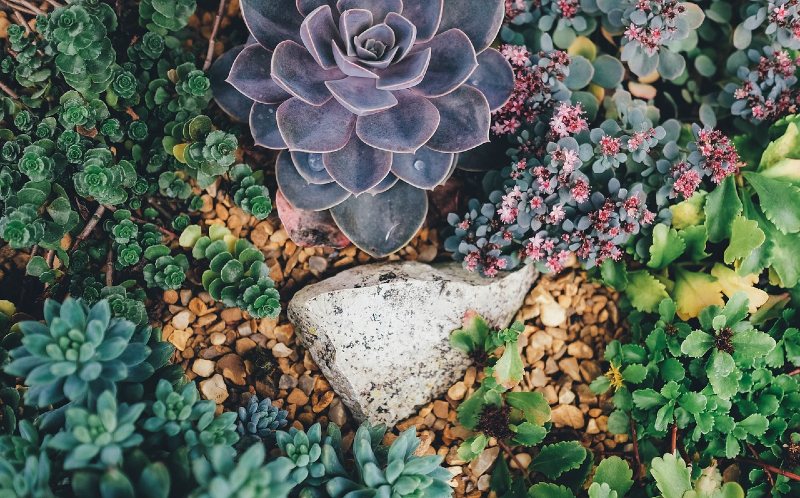 Succulent
