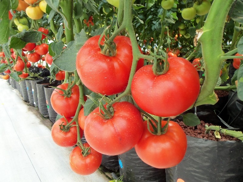 How to Start Hydroponic Growing: Everything You Need to Know About Hydroponic System