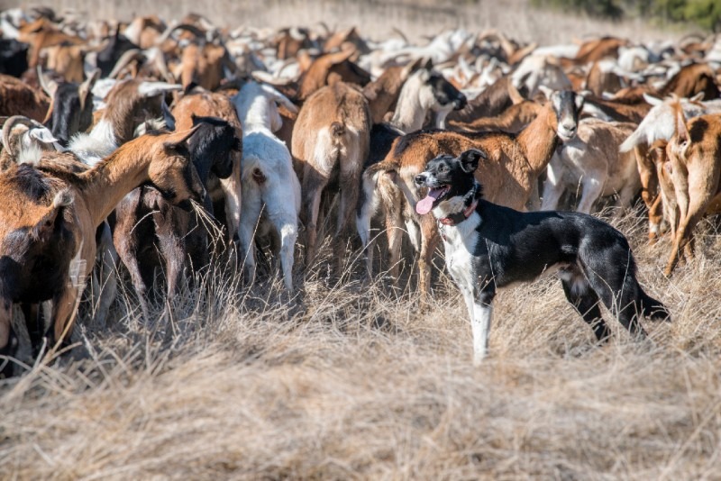 10 Most Profitable Livestock to Rase
