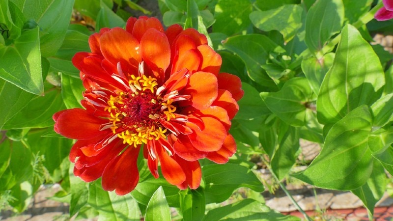 zinnia 15 Best Flowers to Grow in Your Vegetable Garden - And Why