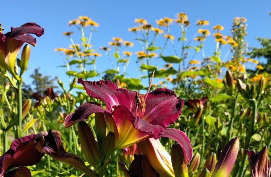 Plants That Go Together In a Garden – Companion Planting