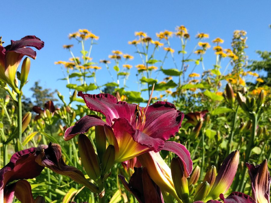 Plants That Go Together In a Garden - Companion Planting
