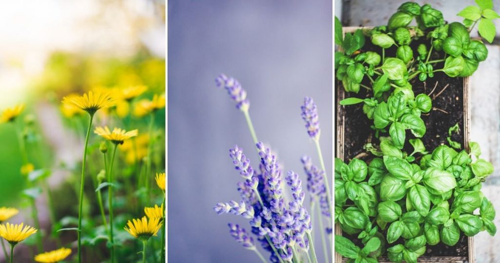 10 Most Profitable Herbs to Grow