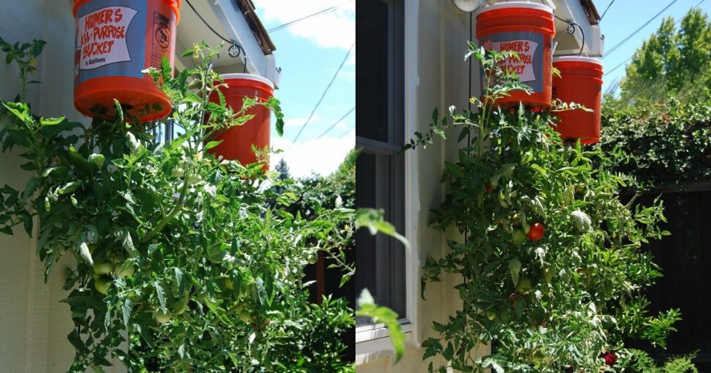 Growing Tomatoes Upside Down: Everything You Need To Know