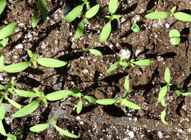 Growing Basil: Planting, Cultivation, Harvesting, Drying and More