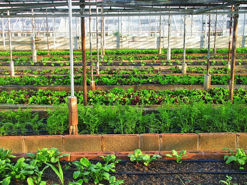 Growing Basil: Planting, Cultivation, Harvesting, Drying and More