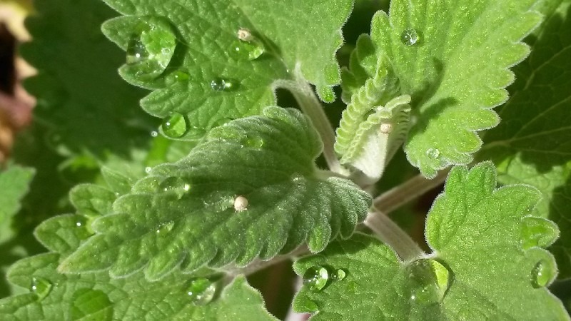 Catnip 10 Most Profitable Herbs to Grow
