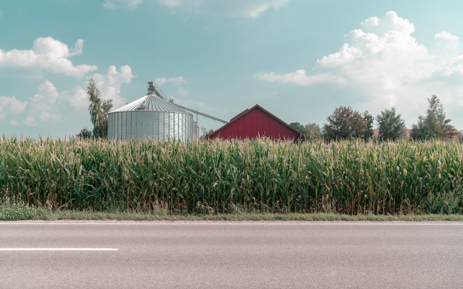 Growing Corn - Planting, Maintenance, Harvesting, Diseases and more