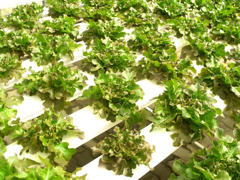Hydroponic Lettuce Farming: How to Start, Grow, Space and Cost